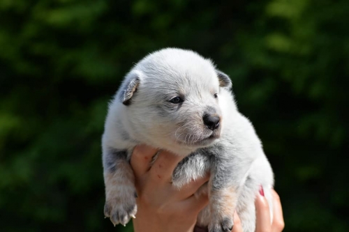 HARRIET - female - 3 weeks old